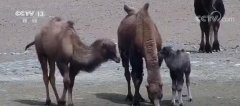 甘肃酒泉自然保护区发现极其濒危物种野骆PP电子_驼